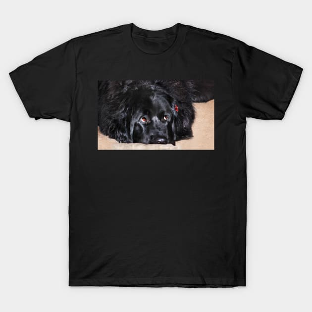 Abby (Newfoundland Dog) T-Shirt by LaurieMinor